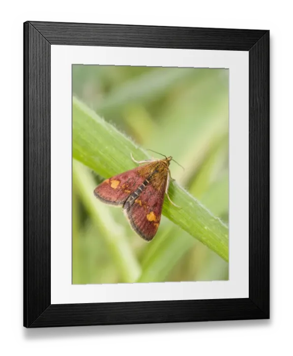 Framed Print : Mint Moth (Pyrausta aurata) adult, resting on grass, England, May Framed Print : Mint Moth (Pyrausta aurata) adult, resting on grass, England, May