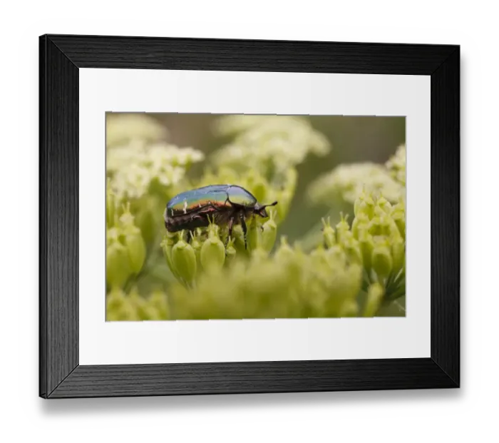 Framed Print : Rose-chafer (Cetonia aurata) adult, on umbellifer seedhead, Causse de Gramat, Massif Central, Lot Region, France, June Framed Print : Rose-chafer (Cetonia aurata) adult, on umbellifer seedhead, Causse de Gramat, Massif Central, Lot Region, France, June