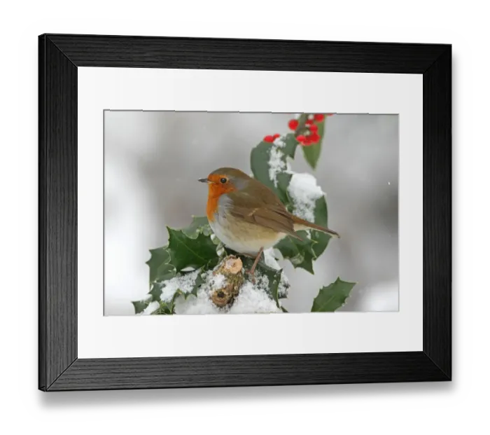Framed Print : European Robin (Erithacus rubecula) adult, perched on snow covered European Holly (Ilex aquifolium) with berries Framed Print : European Robin (Erithacus rubecula) adult, perched on snow covered European Holly (Ilex aquifolium) with berries