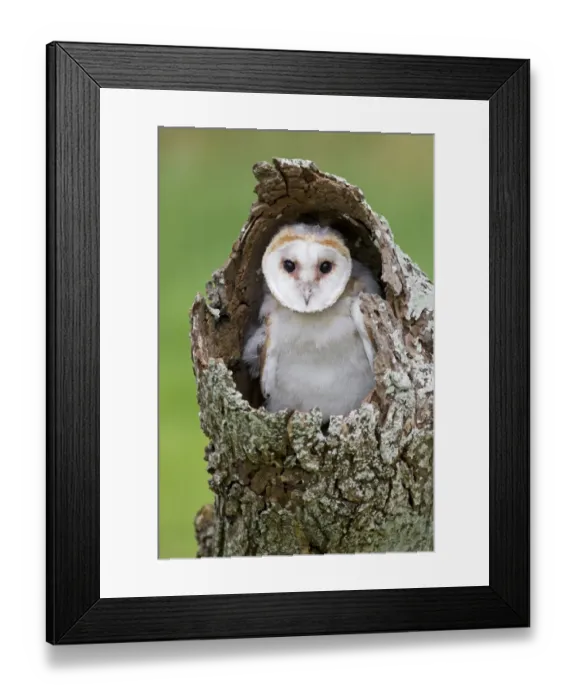 Framed Print : Barn Owl (Tyto alba) chick, perched in hollow trunk, August (captive) Framed Print : Barn Owl (Tyto alba) chick, perched in hollow trunk, August (captive)