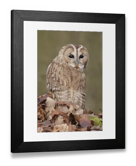 Framed Print : Tawny Owl (Strix aluco) adult male, looking over shoulder, standing amongst fallen beech leaves on woodland floor
