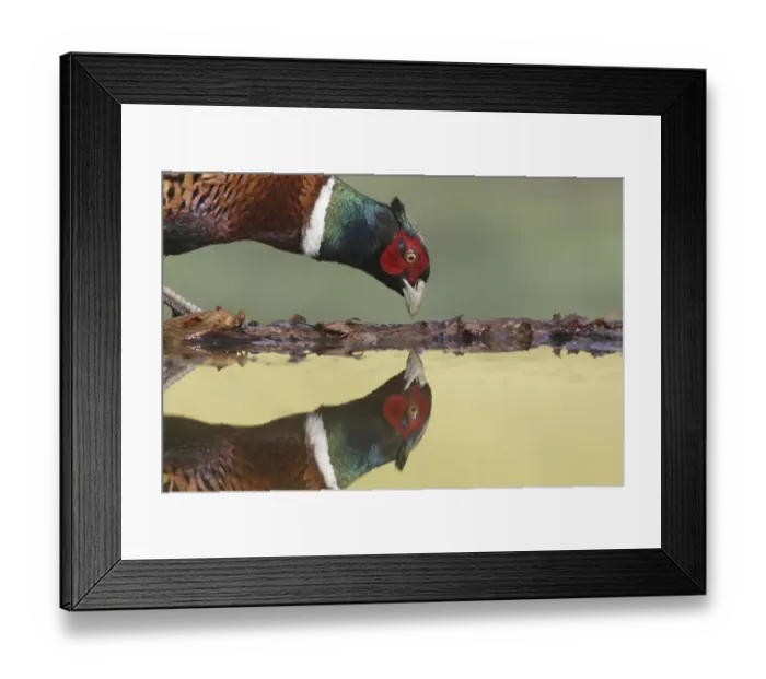 Framed Print : Common Pheasant (Phasianus colchicus) adult male, close-up of head, standing at edge of pool, with reflection