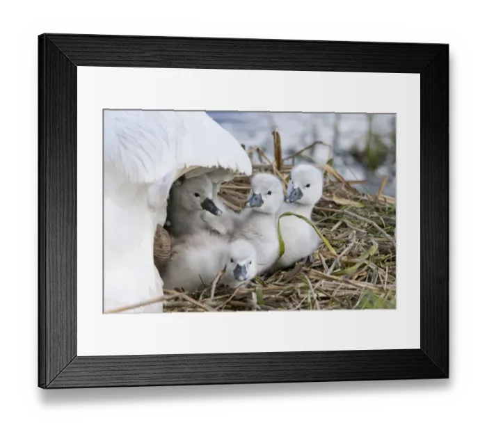 Framed Print : Mute Swan (Cygnus olor) cygnets, sheltering under adult female at nest, Suffolk, England, May