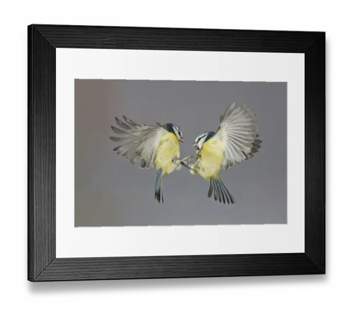 Framed Print : Blue Tit (Parus caeruleus) two adults, in flight, fighting in mid-air, Suffolk, England, December Framed Print : Blue Tit (Parus caeruleus) two adults, in flight, fighting in mid-air, Suffolk, England, December