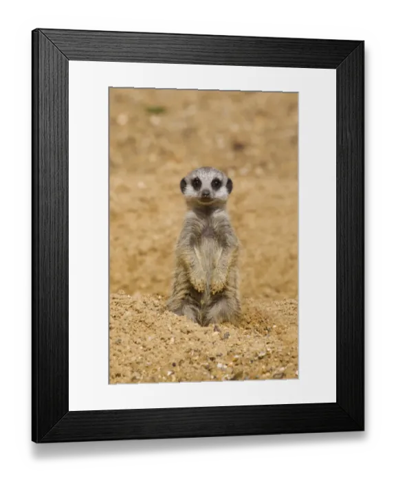 Framed Print : Meerkat (Suricata suricatta) baby, sitting on sand, with sandy paws from digging (captive) Framed Print : Meerkat (Suricata suricatta) baby, sitting on sand, with sandy paws from digging (captive)