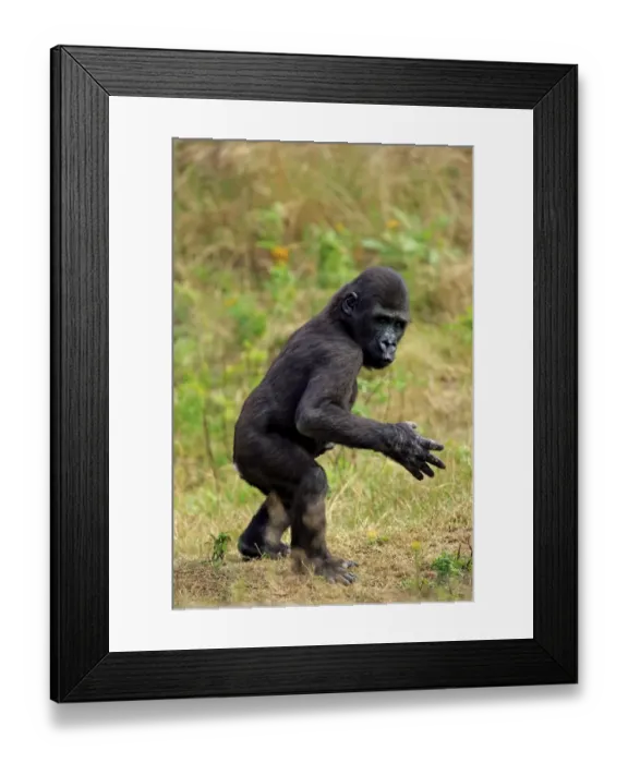 Framed Print : Western Lowland Gorilla (Gorilla gorilla gorilla) young, walking on grass (captive) Framed Print : Western Lowland Gorilla (Gorilla gorilla gorilla) young, walking on grass (captive)