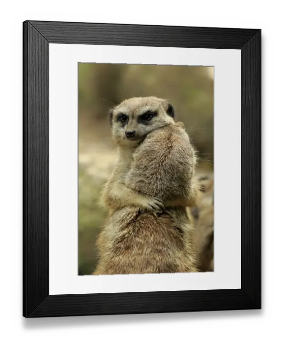 Framed Print : Meerkat (Suricata suricatta) adult pair, hugging (captive)