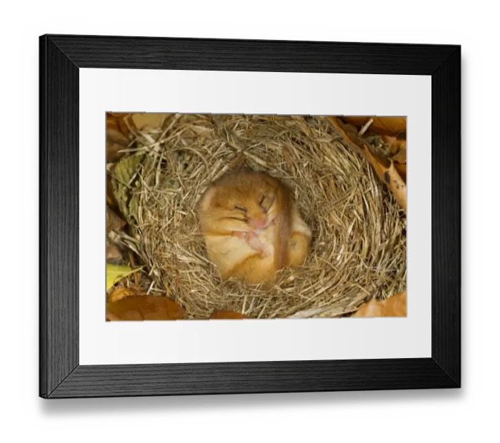 Framed Print : Hazel Dormouse (Muscardinus avellanarius) adult, hibernating in nest, Norfolk, England, January Framed Print : Hazel Dormouse (Muscardinus avellanarius) adult, hibernating in nest, Norfolk, England, January