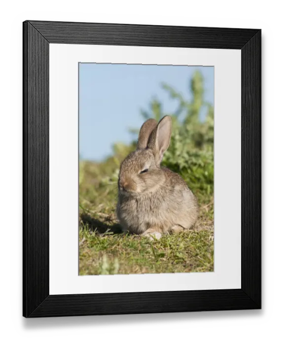 Framed Print : European Rabbit (Oryctolagus cuniculus) baby, dozing in sunshine on farmland, near Dungeness, Kent, England, may Framed Print : European Rabbit (Oryctolagus cuniculus) baby, dozing in sunshine on farmland, near Dungeness, Kent, England, may
