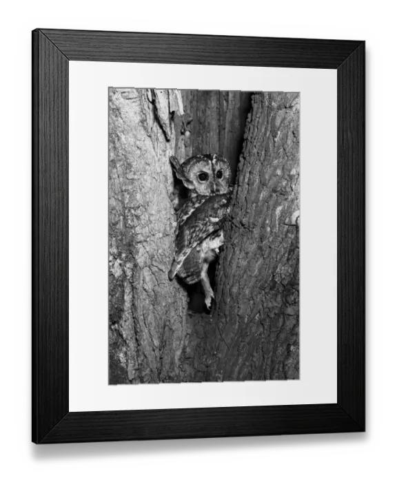 Framed Print : Tawny Owl (Strix aluco) the owl that took Eric Hoskings eye, 19th April 1938, Sanderson camera, Serrac 8. 5inch lens Framed Print : Tawny Owl (Strix aluco) the owl that took Eric Hoskings eye, 19th April 1938, Sanderson camera, Serrac 8. 5inch lens