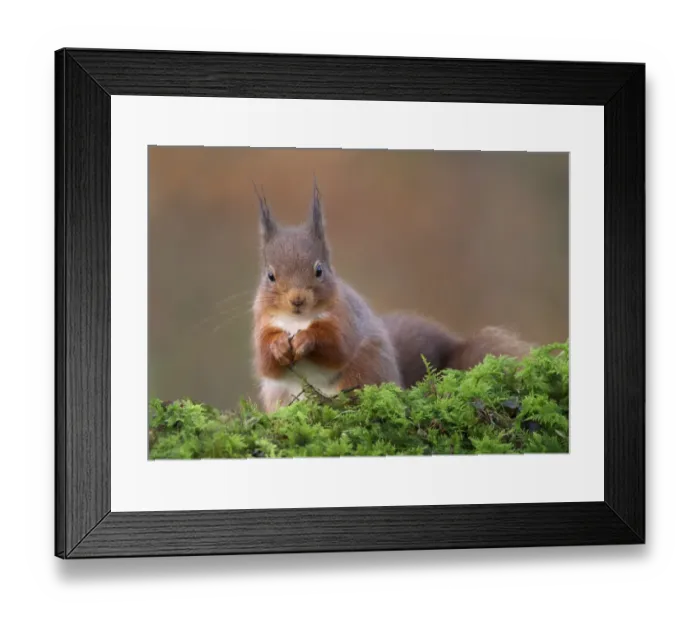 Framed Print : Eurasian Red Squirrel (Sciurus vulgaris) adult, feeding, sitting on moss, Dumfries and Galloway, Scotland, December Framed Print : Eurasian Red Squirrel (Sciurus vulgaris) adult, feeding, sitting on moss, Dumfries and Galloway, Scotland, December