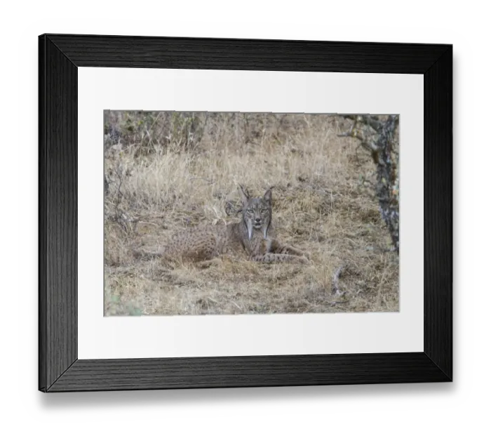 Framed Print : Another name for the Iberian Lynx is the Pardel Lynx (the scientific name is Lynx pardinus) Framed Print : Another name for the Iberian Lynx is the Pardel Lynx (the scientific name is Lynx pardinus)