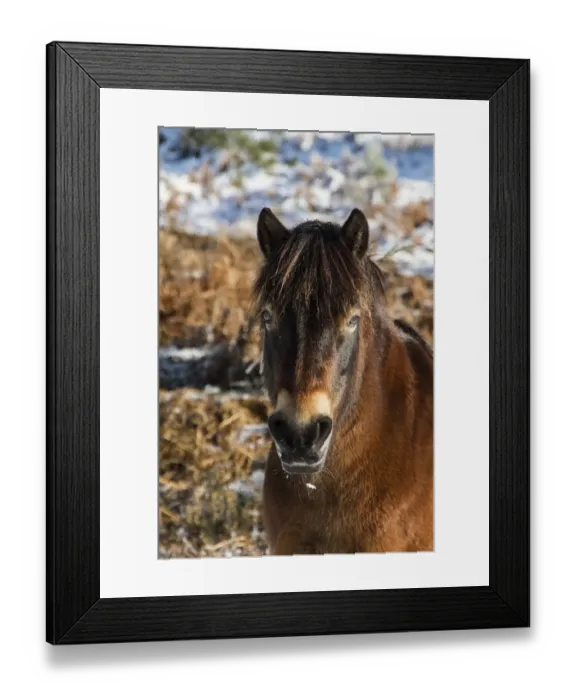 Framed Print : Knettishall Heath is one of Suffolks largest surviving areas of Breckland heath now managed by the Suffolk Wildlife Framed Print : Knettishall Heath is one of Suffolks largest surviving areas of Breckland heath now managed by the Suffolk Wildlife