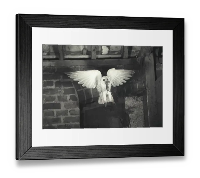 Framed Print : Barn Owl (Tyto alba) In flight with prey (Eric Hosking) Framed Print : Barn Owl (Tyto alba) In flight with prey (Eric Hosking)