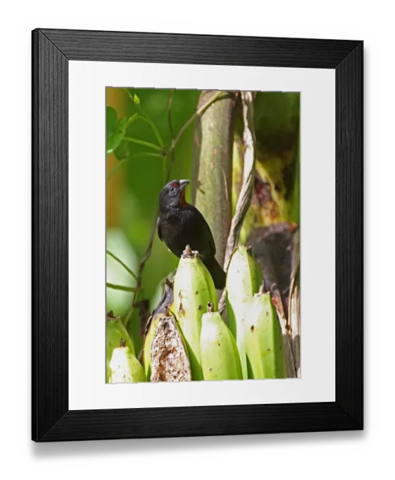 Framed Print : Lesser Antillean Bullfinch (Loxigilla noctis sclateri) adult male, feeding, raiding banana crop, Fond Doux Plantation Framed Print : Lesser Antillean Bullfinch (Loxigilla noctis sclateri) adult male, feeding, raiding banana crop, Fond Doux Plantation