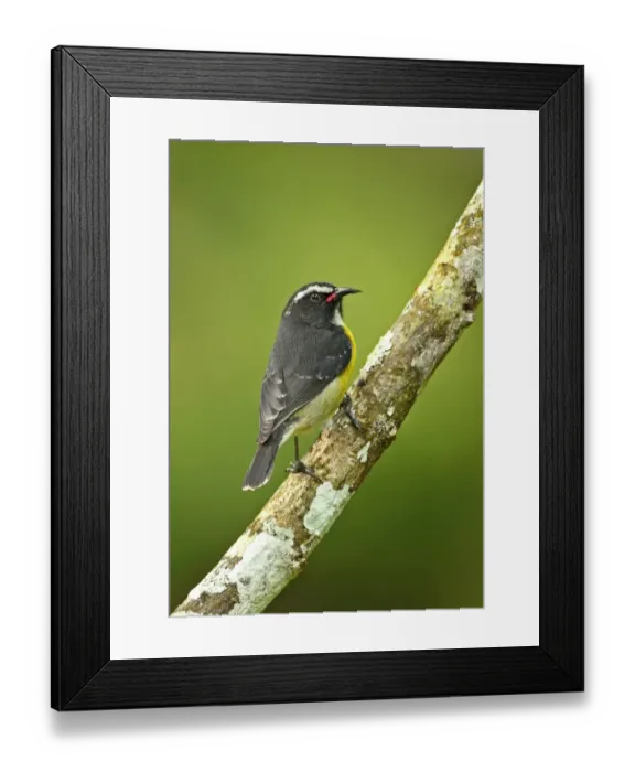 Framed Print : Bananaquit (Coereba flaveola martinicana) adult, perched on branch, Fond Doux Plantation, St Framed Print : Bananaquit (Coereba flaveola martinicana) adult, perched on branch, Fond Doux Plantation, St