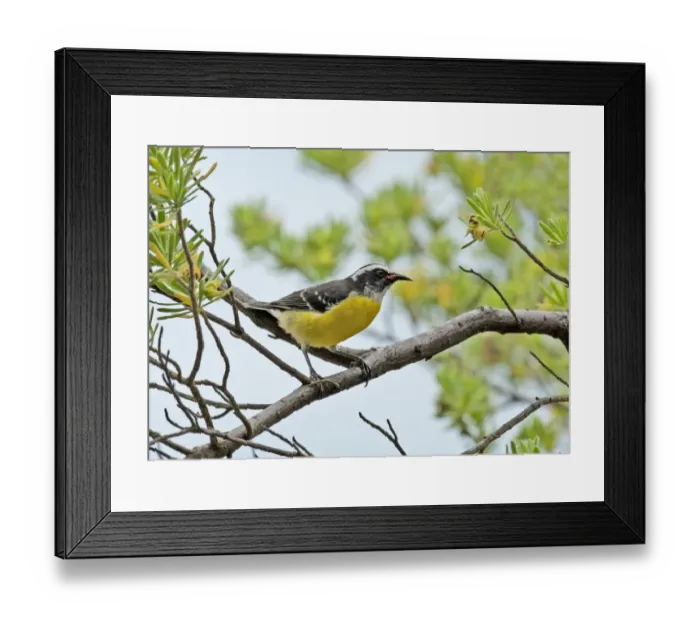 Framed Print : Bananaquit (Coereba flaveola) adult, perched on branch, Bonaire, Leeward Antilles, Lesser Antilles, October Framed Print : Bananaquit (Coereba flaveola) adult, perched on branch, Bonaire, Leeward Antilles, Lesser Antilles, October