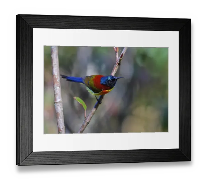 Framed Print : Green-tailed Sunbird (Aethopyga nipalensis angkanensis) adult male, perched on twig, Doi Inthanon N. P