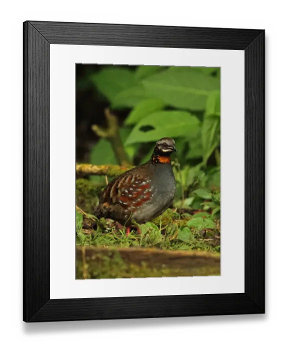 Framed Print : Rufous-throated Partridge (Arborophila rufogularis tickelli) adult, standing on forest floor, Doi Inthanon N. P Framed Print : Rufous-throated Partridge (Arborophila rufogularis tickelli) adult, standing on forest floor, Doi Inthanon N. P