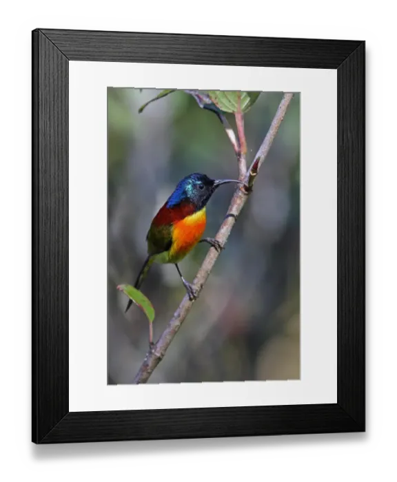 Framed Print : Green-tailed Sunbird (Aethopyga nipalensis angkanensis) adult male, perched on twig, Doi Inthanon N. P Framed Print : Green-tailed Sunbird (Aethopyga nipalensis angkanensis) adult male, perched on twig, Doi Inthanon N. P