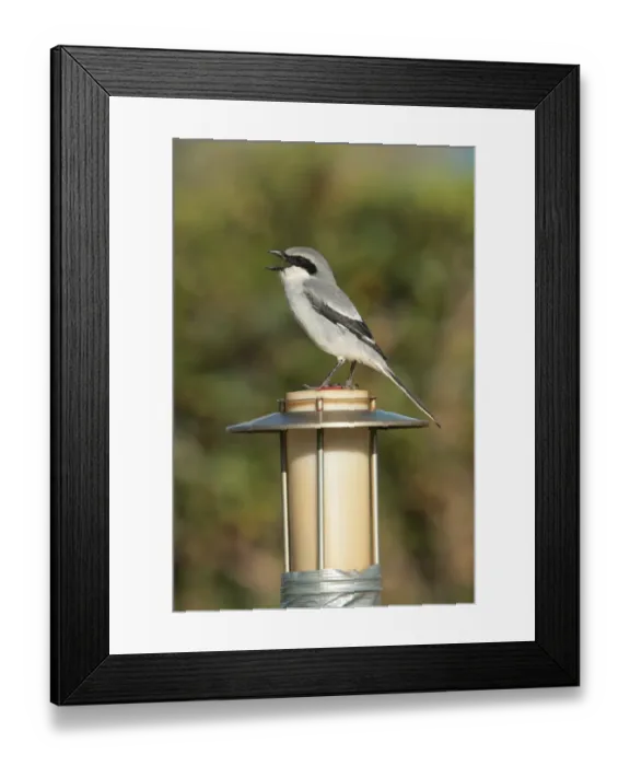 Framed Print : Southern Grey Shrike (Lanius meridionalis) adult male, singing, perched on light, Caleta de Fustes, Fuerteventura Framed Print : Southern Grey Shrike (Lanius meridionalis) adult male, singing, perched on light, Caleta de Fustes, Fuerteventura