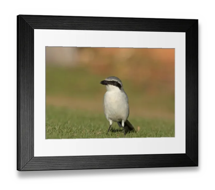Framed Print : Southern Grey Shrike (Lanius meridionalis) adult male, standing on grass, Caleta de Fustes, Fuerteventura Framed Print : Southern Grey Shrike (Lanius meridionalis) adult male, standing on grass, Caleta de Fustes, Fuerteventura