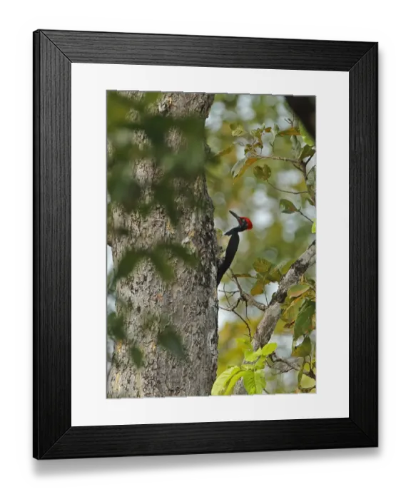Framed Print : White-bellied Woodpecker (Dryocopus javensis feddeni) adult male, clinging to tree trunk, Prey Veng, Cambodia, January Framed Print : White-bellied Woodpecker (Dryocopus javensis feddeni) adult male, clinging to tree trunk, Prey Veng, Cambodia, January