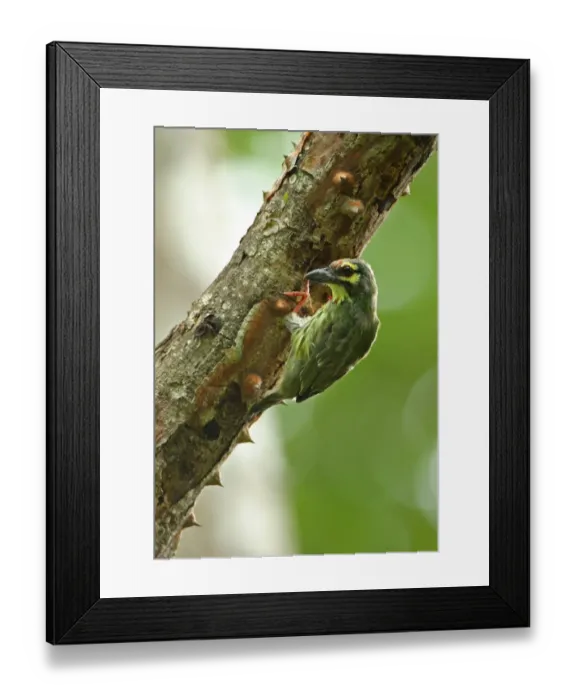 Framed Print : Coppersmith Barbet (Megalaima haemacephala indica) immature, excavating hole, clinging to thin tree trunk Framed Print : Coppersmith Barbet (Megalaima haemacephala indica) immature, excavating hole, clinging to thin tree trunk
