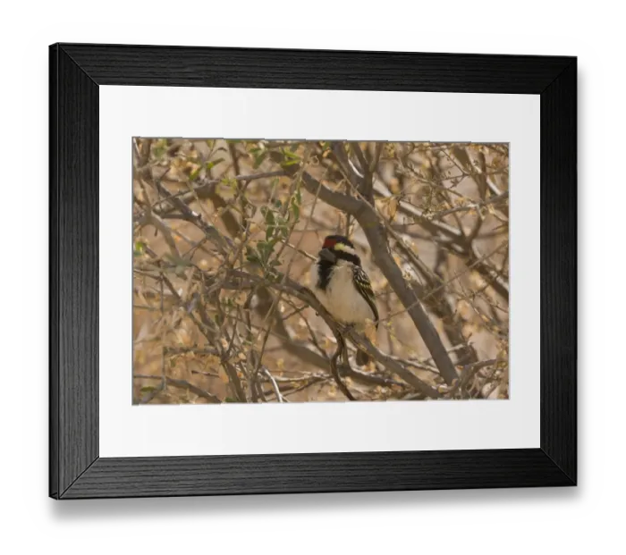 Framed Print : Acacia Pied Barbet (Tricholaema leucomelas) adult, perched in acacia tree, Kalahari Desert, Kalahari Gemsbok N. P