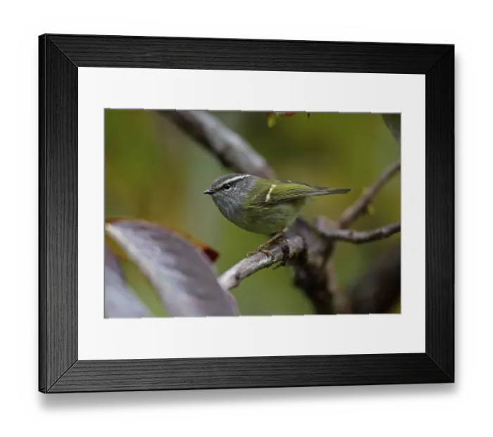 Framed Print : Ashy-throated Warbler (Phylloscopus maculipennis maculipennis) adult, perched on twig, Doi Inthanon N. P Framed Print : Ashy-throated Warbler (Phylloscopus maculipennis maculipennis) adult, perched on twig, Doi Inthanon N. P