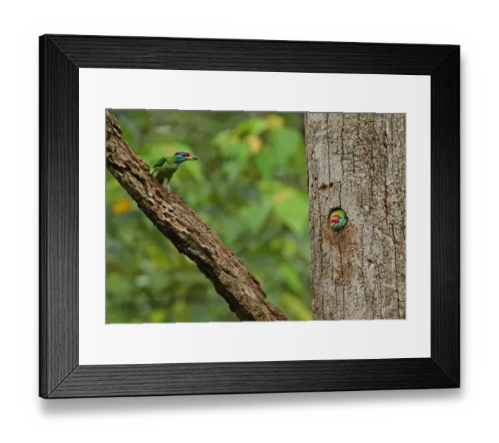 Framed Print : Blue-throated Barbet (Megalaima asiatica davisoni) adult pair, changing over at nest, during light rainfall