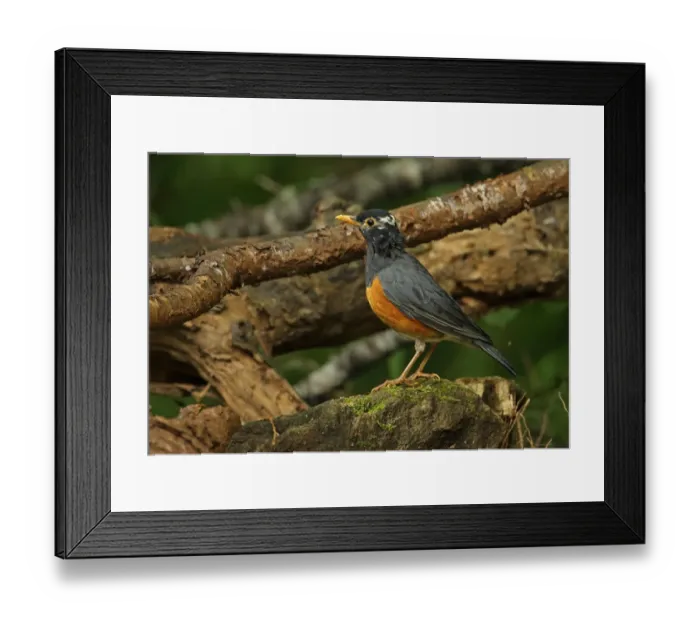 Framed Print : Black-breasted Thrush (Turdus dissimilis) adult male, with partially leucistic plumage, standing on rock
