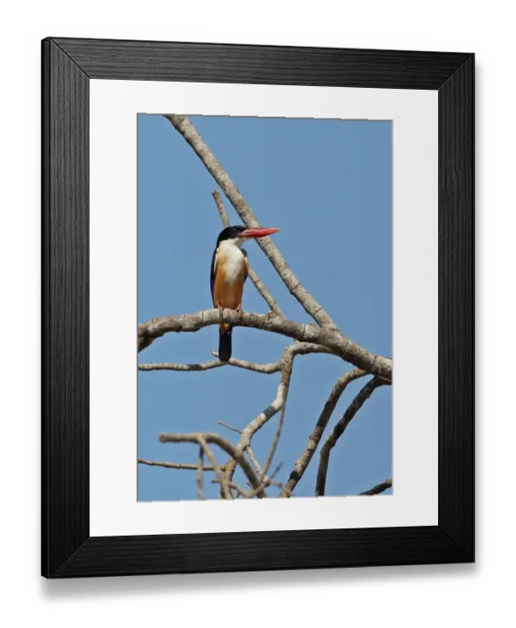Framed Print : Black-capped Kingfisher (Halcyon pileata) adult, perched on branch, Kratie, Cambodia, January Framed Print : Black-capped Kingfisher (Halcyon pileata) adult, perched on branch, Kratie, Cambodia, January