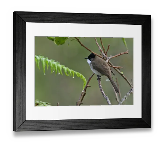 Framed Print : Brown-breasted Bulbul (Pycnonotus xanthorrhous) adult, perched on twig, Doi Ang Khang, Chiang Mai Province, Thailand Framed Print : Brown-breasted Bulbul (Pycnonotus xanthorrhous) adult, perched on twig, Doi Ang Khang, Chiang Mai Province, Thailand
