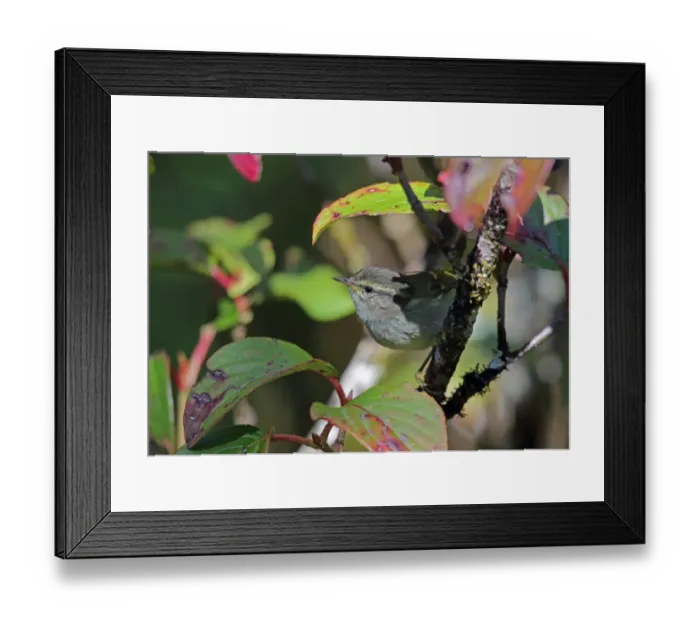 Framed Print : Buff-barred Warbler (Phylloscopus pulcher pulcher) adult, perched on twig, Doi Inthanon N. P Framed Print : Buff-barred Warbler (Phylloscopus pulcher pulcher) adult, perched on twig, Doi Inthanon N. P