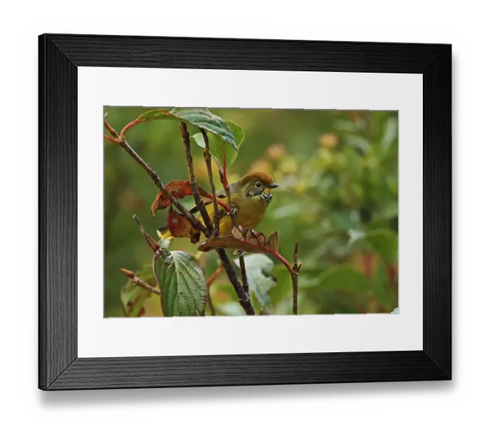 Framed Print : Chestnut-tailed Minla (Chrysominla strigula castanicauda) adult, perched on twig, Doi Inthanon N. P