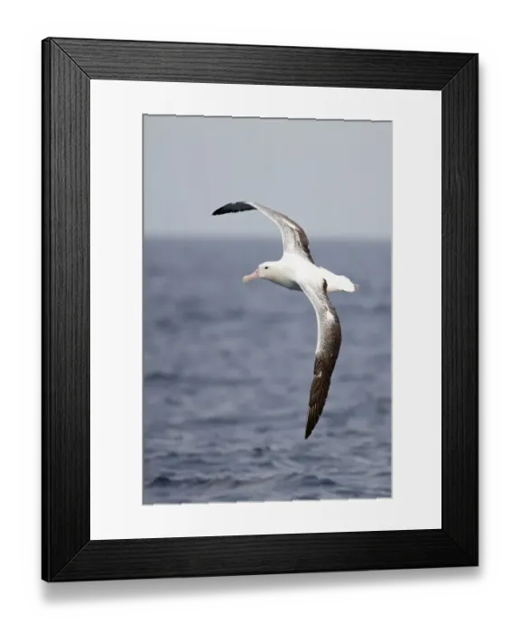 Framed Print : Southern Royal Albatross (Diomedea epomophora) adult, in flight over sea, off New Zealand, March