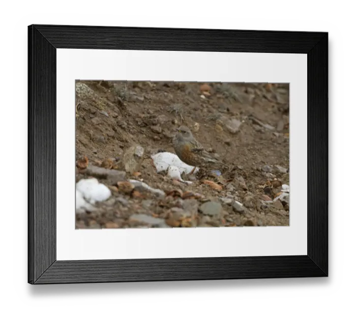 Framed Print : Alpine Accentor (Prunella collaris) adult, standing on ground beside patch on melting snow, Morocco, March Framed Print : Alpine Accentor (Prunella collaris) adult, standing on ground beside patch on melting snow, Morocco, March