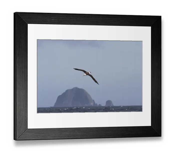 Framed Print : Laysan Albatross (Phoebastria immutabilis) adult, in flight over sea, Alaska Maritime National Wildlife Refuge Framed Print : Laysan Albatross (Phoebastria immutabilis) adult, in flight over sea, Alaska Maritime National Wildlife Refuge