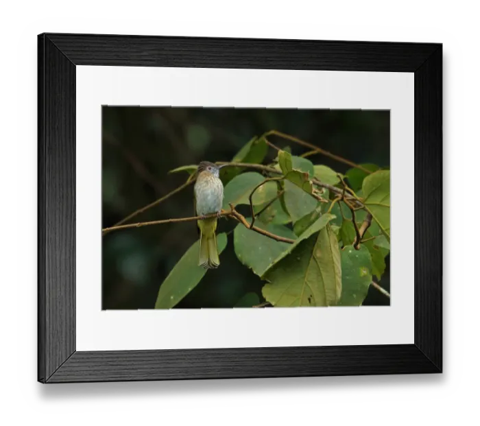 Framed Print : Mountain Bulbul (Ixos mcclellandii) adult, perched on twig, Doi Ang Khang, Chiang Mai Province, Thailand, November Framed Print : Mountain Bulbul (Ixos mcclellandii) adult, perched on twig, Doi Ang Khang, Chiang Mai Province, Thailand, November