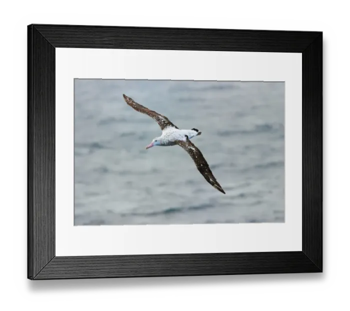 Framed Print : Wandering Albatross (Diomedea exulans) subadult, in flight over sea, Southern Ocean, Antarctica, January Framed Print : Wandering Albatross (Diomedea exulans) subadult, in flight over sea, Southern Ocean, Antarctica, January