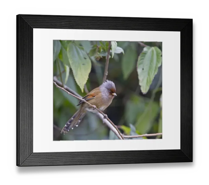 Framed Print : Rusty-fronted Barwing (Actinodura egertoni) adult, perched on twig, Arunachal Pradesh, India, February Framed Print : Rusty-fronted Barwing (Actinodura egertoni) adult, perched on twig, Arunachal Pradesh, India, February