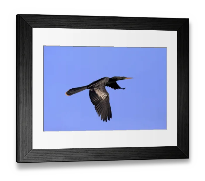 Framed Print : Anhinga (Anhinga anhinga) adult male, breeding plumage, in flight, Wakodahatchee Wetlands, Delray Beach, Florida