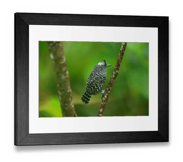 Framed Print : Barred Antshrike (Thamnophilus doliatus) adult male, perched on twig, Trinidad, Trinidad and Tobago, April Framed Print : Barred Antshrike (Thamnophilus doliatus) adult male, perched on twig, Trinidad, Trinidad and Tobago, April