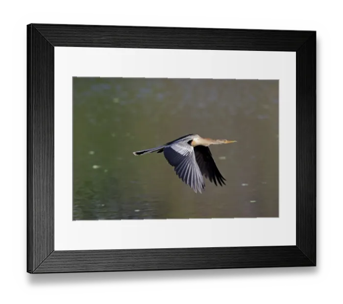 Framed Print : Anhinga (Anhinga anhinga) adult female, in flight over water, Wakodahatchee Wetlands, Delray Beach, Florida, U. S. A