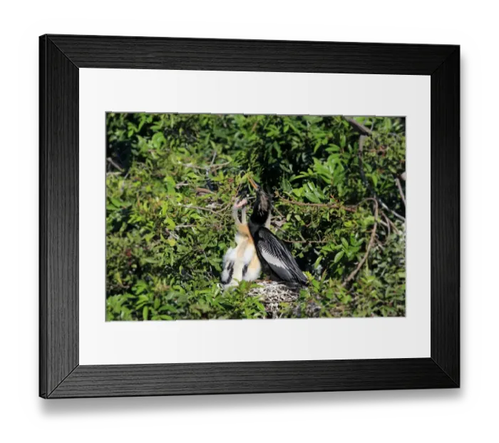 Framed Print : Anhinga (Anhinga anhinga) adult male, breeding plumage, with chicks at nest, Wakodahatchee Wetlands, Delray Beach Framed Print : Anhinga (Anhinga anhinga) adult male, breeding plumage, with chicks at nest, Wakodahatchee Wetlands, Delray Beach