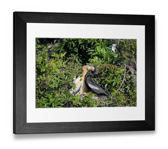 Framed Print : Anhinga (Anhinga anhinga) adult male, breeding plumage, feeding chicks at nest, Wakodahatchee Wetlands, Delray Beach Framed Print : Anhinga (Anhinga anhinga) adult male, breeding plumage, feeding chicks at nest, Wakodahatchee Wetlands, Delray Beach