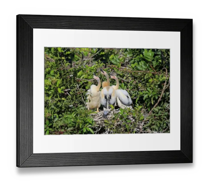 Framed Print : Anhinga (Anhinga anhinga) three chicks, standing at nest, Wakodahatchee Wetlands, Delray Beach, Florida, U. S. A. March Framed Print : Anhinga (Anhinga anhinga) three chicks, standing at nest, Wakodahatchee Wetlands, Delray Beach, Florida, U. S. A. March
