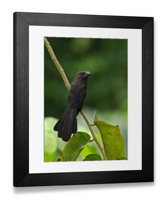 Framed Print : Smooth-billed Ani (Crotophaga ani) adult, perched on stem, Botanical Gardens, Santo Domingo, Dominican Republic Framed Print : Smooth-billed Ani (Crotophaga ani) adult, perched on stem, Botanical Gardens, Santo Domingo, Dominican Republic