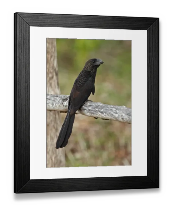 Framed Print : Smooth-billed Ani (Crotophaga ani) adult, perched on fence railing, Zapata Peninsula, Matanzas Province, Cuba, March